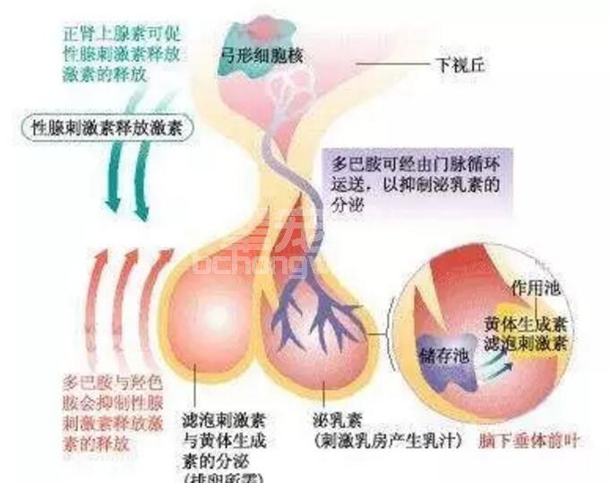 母猪产仔过程中生殖激素的巧用，赶快收藏！