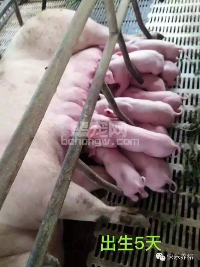 让猪宝宝赢在起跑线上！小猪需要的补铁针