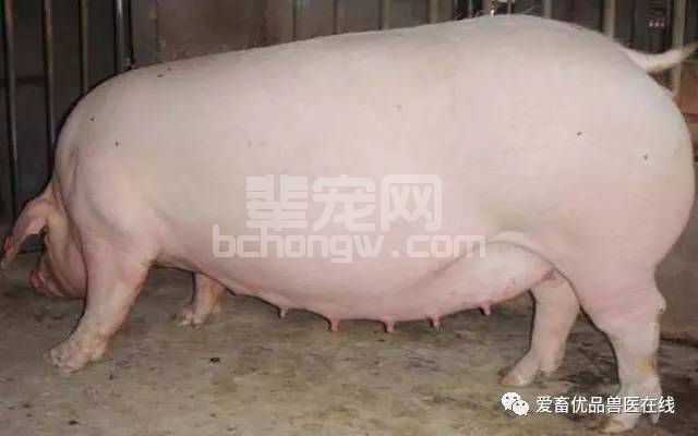 夏天来了也不怕，这样养猪照样可以赚大钱