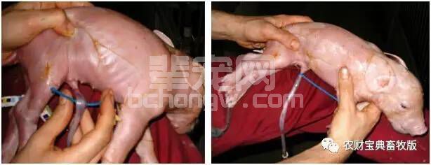 仔猪死亡率居高不下？这些错误你可能都犯了