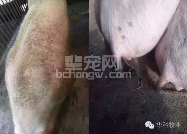 猪场驱虫应注意的4个方面 不看后悔！