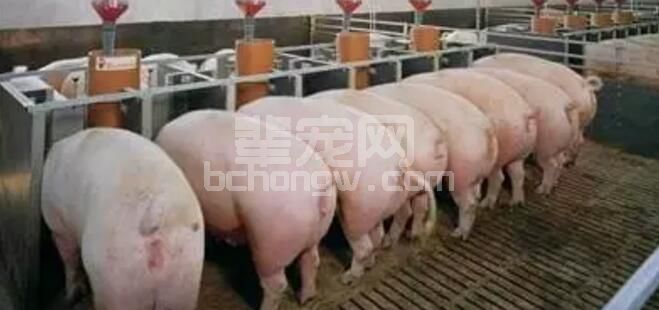 超级实用又好记的猪场管理要点，实用又好记！