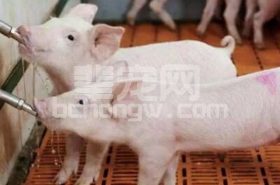 猪养的好不好？或与猪饮水有关？