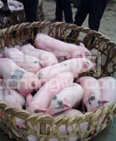 为减缓仔猪断奶后受到的刺激，在饲养管理上应重视以下几个方面
