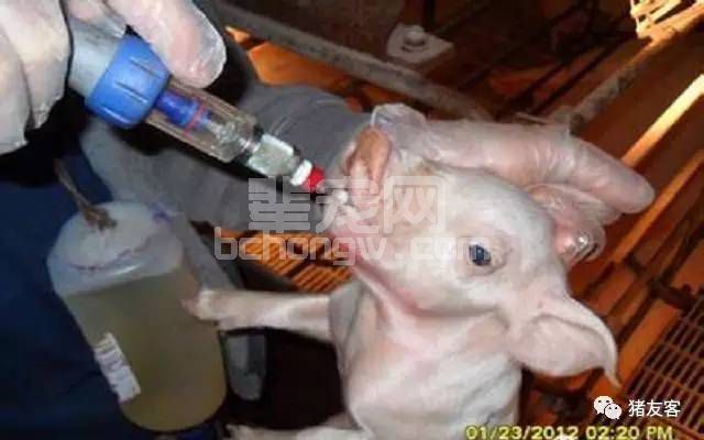 仔猪补铁过敏的原因分析及注意事项！