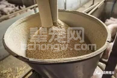 你知道吗？日粮中添加麸皮对猪能量消化率的影响
