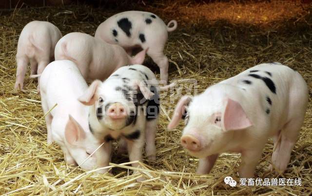 这样做不但能提高仔猪成活率，更有利于后期生长！
