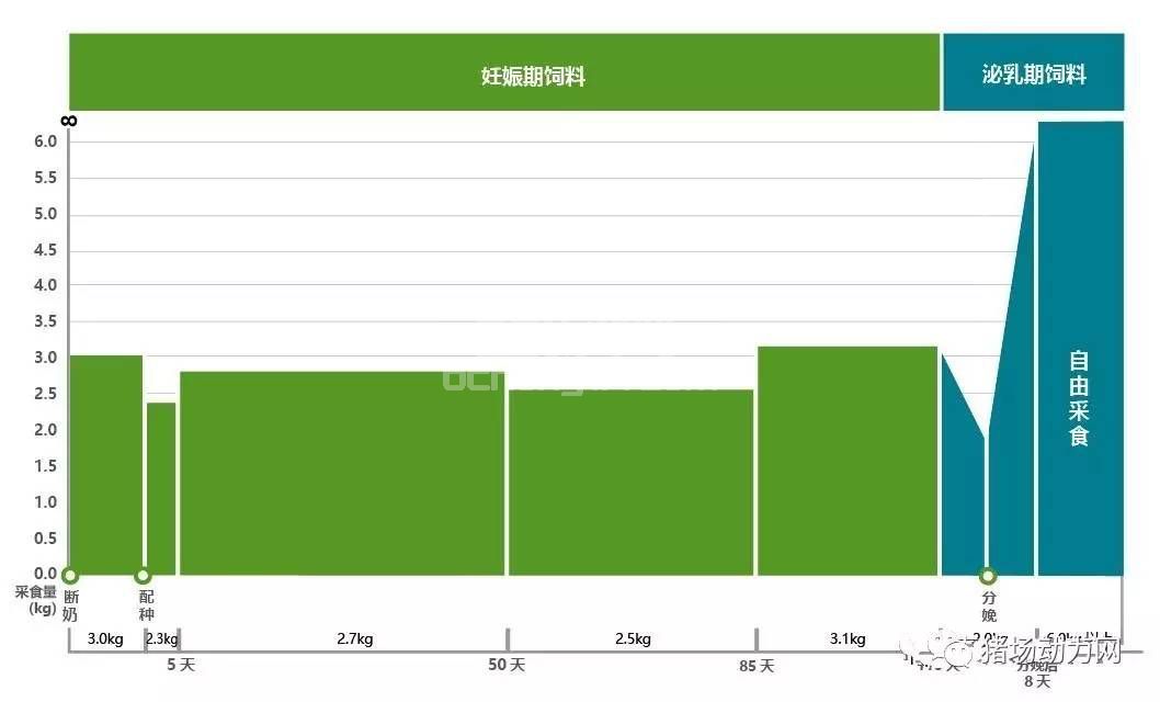 PSY+30的欧洲农场都在用的母猪饲喂程序