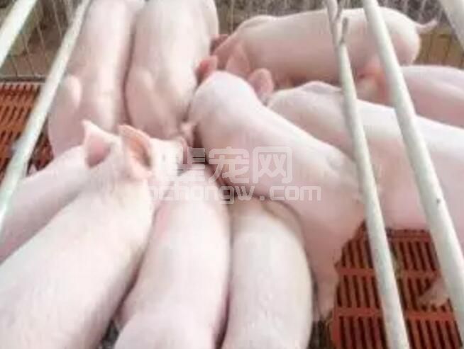 保育--养好保育猪的关键几步，你做到多少？