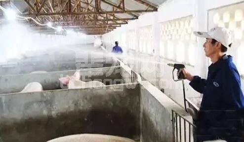 猪场管理：常用消毒液配置及使用情况？