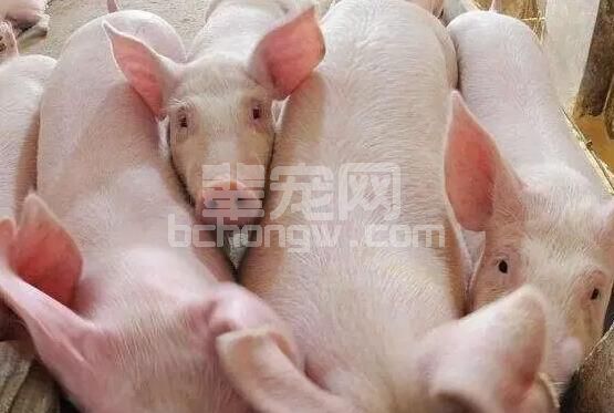 你知道吗？不同阶段猪群施料饲喂技术？