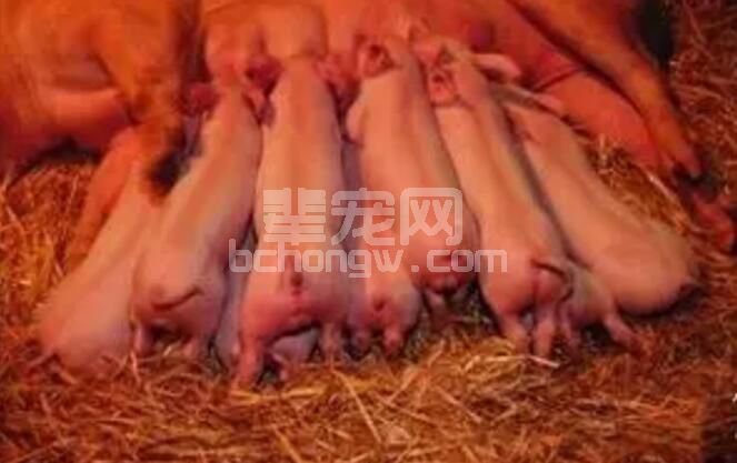 影响母猪窝产仔数和仔猪出生重的罪魁祸首，不可不知！