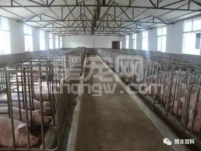 猪场的批次管理---如今养猪生产唯一实用的生产方式