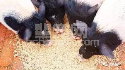 养猪场中生料喂猪的八大注意事项！