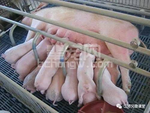 养猪场什么样的母猪该淘汰，看完不吃亏！