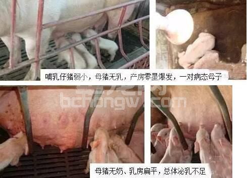 母猪无乳或少乳的原因分析与防治措施！