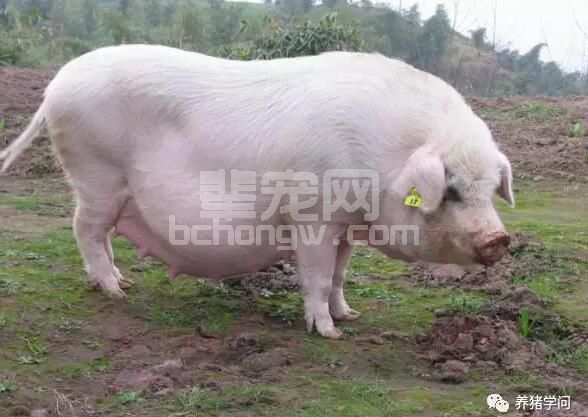 如何给母猪喂料特别是产前和产后