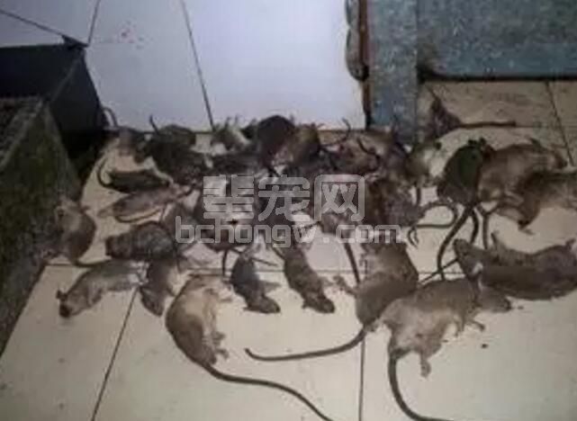 规模养猪场关于灭鼠的操作程序