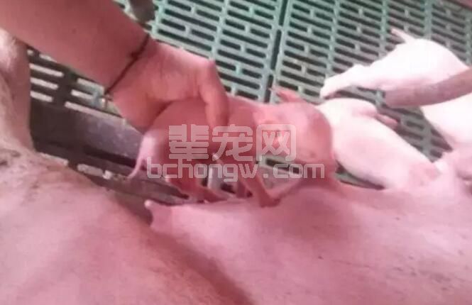 养猪人要学会从营养和管理的角度谈减少产房中的弱仔！