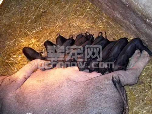 【技术】母猪产仔数量少的原因分析