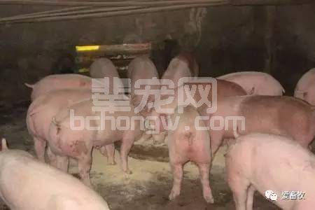 饱受争议的自由采食和定时定量，你怎么看？