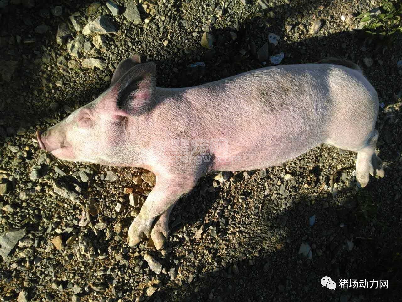 【技术】保育猪死亡率这么高，竟与没断牙有关系