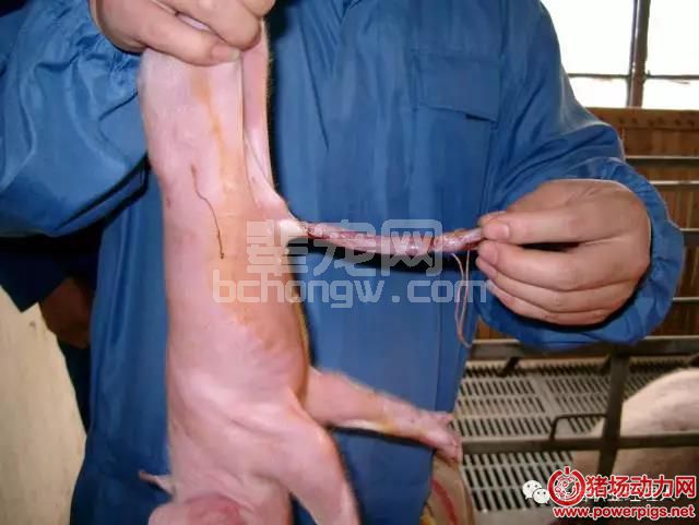 掌握新生仔猪护理这11个关键点，仔猪成活率＞96%