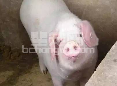 猪场什么样的母猪该淘汰，看完不吃亏！