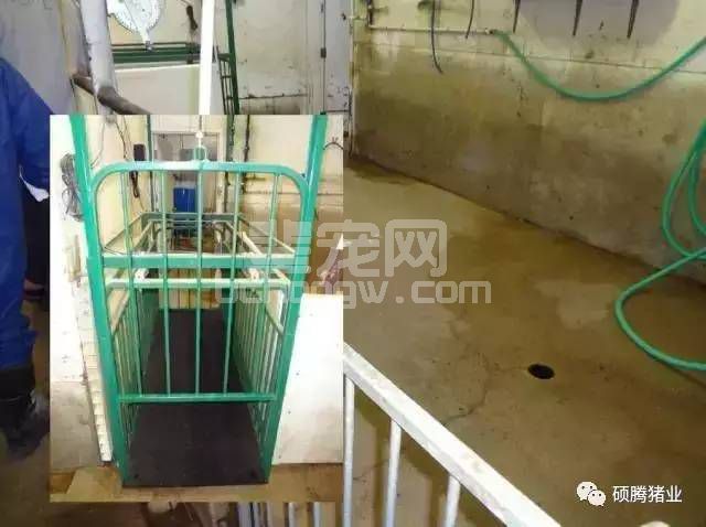 图文揭示：为什么母猪产仔无人护理，他们的生产成绩还能如此好？