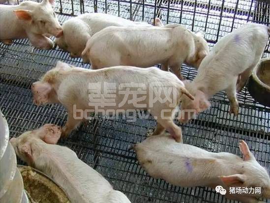 保育猪的这“新五观”，你树立了吗?