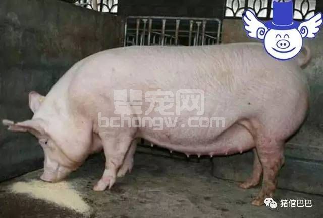 护理好母猪的乳房，才能保护好仔猪的健康