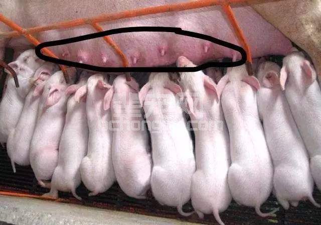 详解母猪无乳、少乳的表现、原因及防治