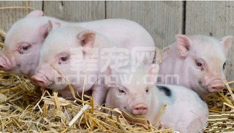 猪的饮食习惯发生改变，这个时候要注意!