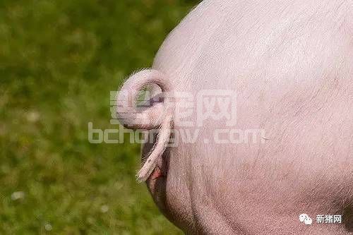 Out了！小小猪尾巴在仔猪饲养中居然有这么多功能？