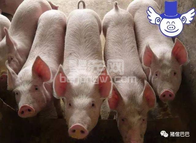 50%的拉稀仔猪，都是因为没做好这些而死的！