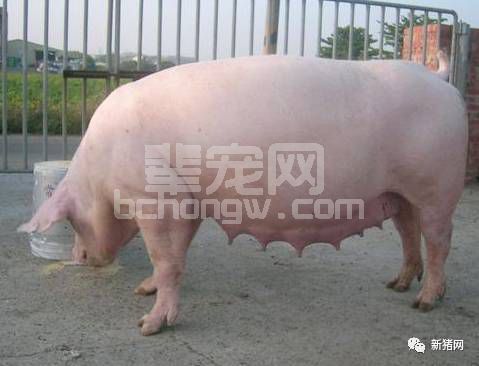 从中医角度解读母猪饲养过程中存在的问题