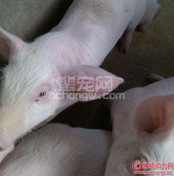 更多猪场实用看这里，精液加缩宫素，磺胺加驱虫药？