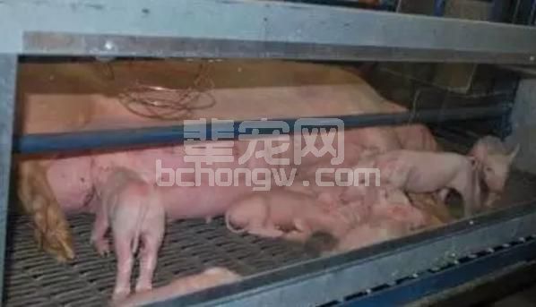 某规模化猪场对于难产母猪的判断及处理措施！