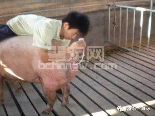 产仔数低，请关注自己的这几个习惯