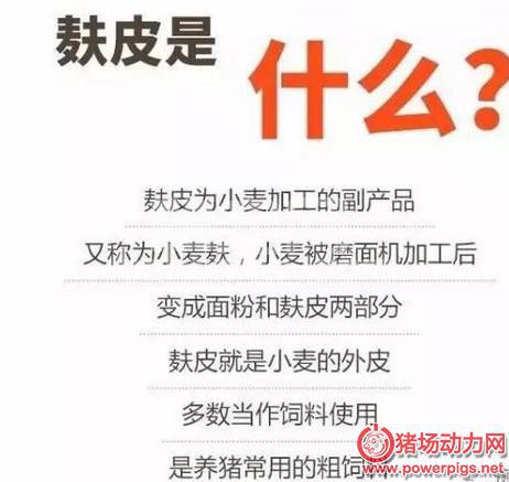 用麸皮养猪，一定要明白这3点