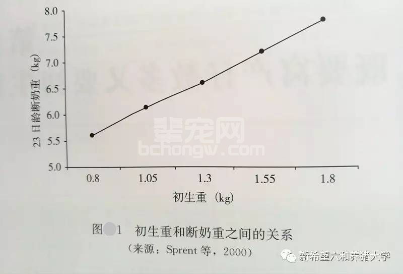 仔猪初生重的重要性及提高仔猪出生重的方法