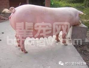 养猪新手最容易犯的四个大忌，有的人养了好几年还在犯！