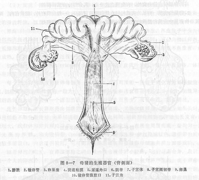 图文详解母猪的卵巢和子宫的奥秘，没有更全的！