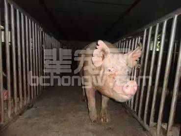 不同品种猪需要不同的营养方案，你信吗？