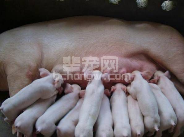 仔猪饲养的好坏对以后的经济发展起到了决定性作用，试述断奶仔猪的科学管理！
