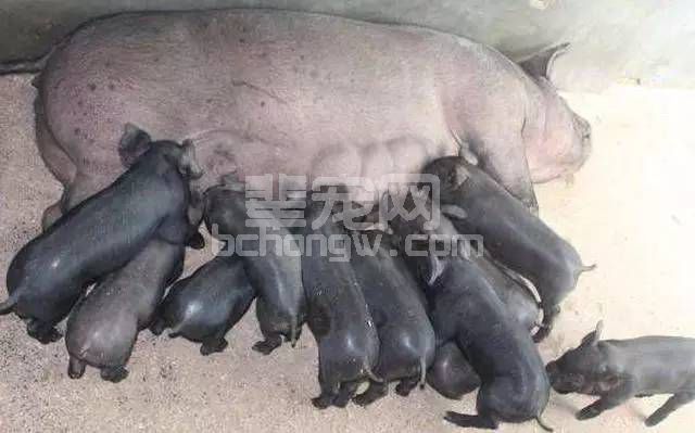 产房出现这6种情况，养猪可要当心了