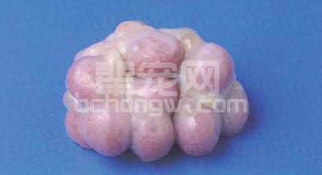 你的目标是要大量的仔猪 同时它们都很健康
