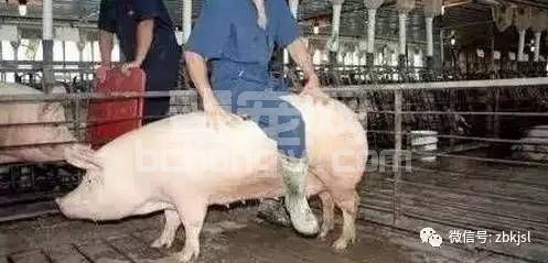 这样做，您的母猪会流产，您还管吗？