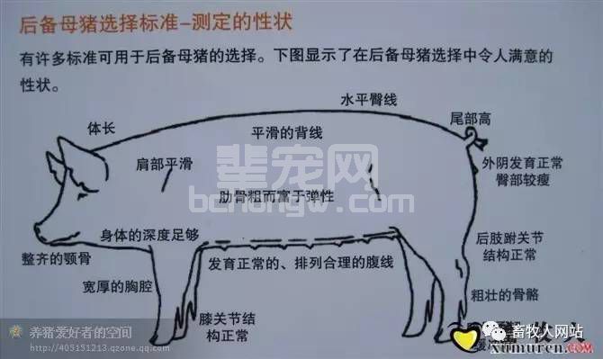 后备母猪选种留种的方法，从评估蹄部开始（多图）！