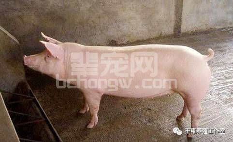 头胎母猪淘汰率高，应该怎么解决？